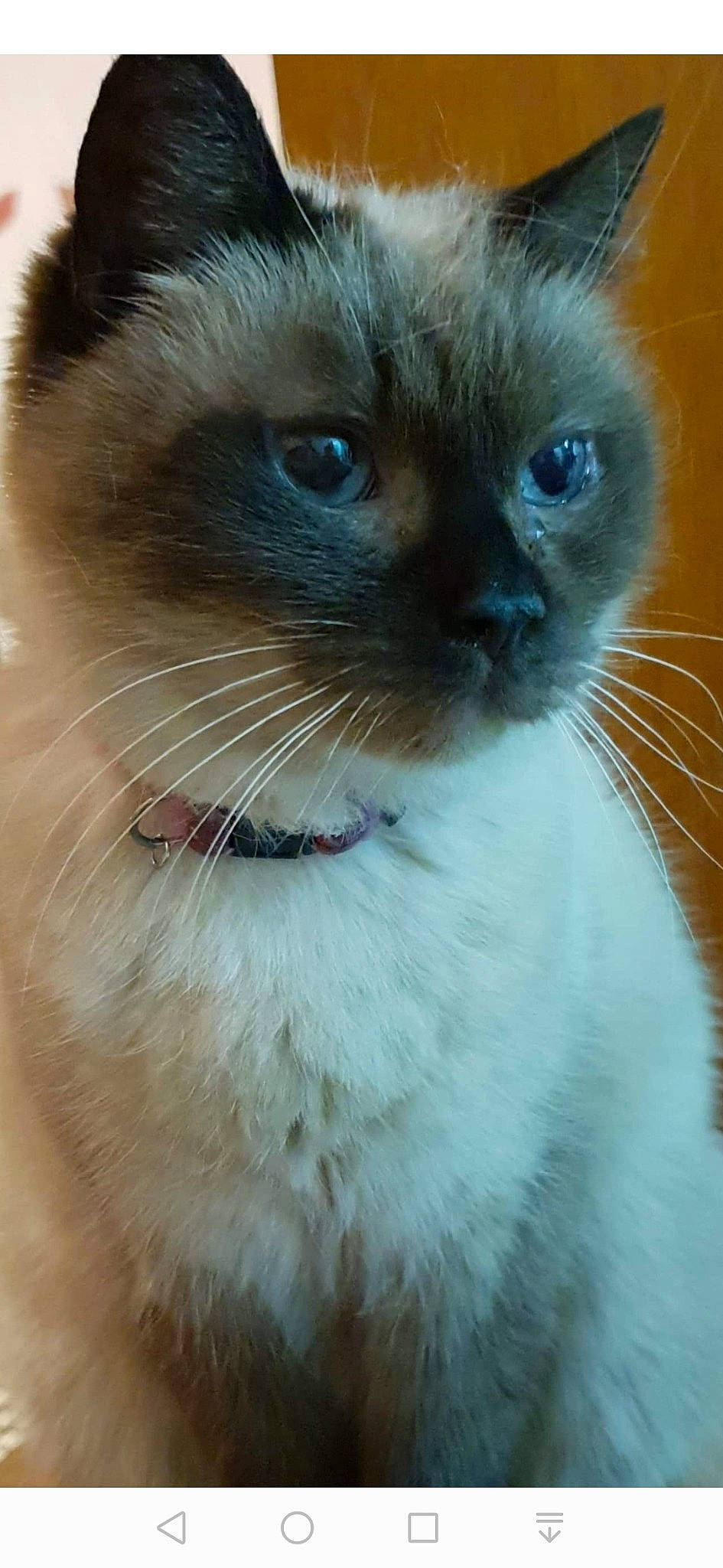 Caline a rejoint le concours — aidez-le/la à gagner de superbes lots ! balinese, birman, burmese, carnivore, cat, close_up, eye, felidae, himalayan, iris, mammal, nose, ragdoll, siamese, small_to_medium_sized_cats, snout, thai, tonkinese, vertebrate, whiskers