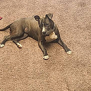 Sapphire is registered to the contest to win money with this photo: animal, black_and_white, canine, carpet, collar, companion, dog, domestic_animal, ears, fur, house, indoor, laying_down, mammal, paw, pet, quiet, relaxed, resting, tail