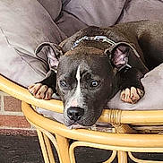 Sapphire is registered to the contest to win money with this photo: dog, lounge, chair, paws, resting, cushion, wooden_furniture, pet, indoors, collar, cute, animal, relaxed, brown, black_and_white, ears, face, nose, floor, brick_wall