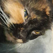 Patches is registered to the contest to win money with this photo: animal, black, blurry, cat, close_up, cute, domestic, ear, eye, face, feline, fur, indoor, orange, pet, portrait, soft, unfocused, whiskers, white