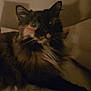 Patches is registered to the contest to win money with this photo: animal, bed, cat, closeup, cozy, cute, dim_light, domestic, ears, eyes, feline, fur, indoor, mammal, pet, resting, shadow, sleepy, tortoiseshell, whiskers