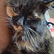 Patches is registered to the contest to win money with this photo: cat, tortoiseshell, close_up, whiskers, feline, indoor, pet, animal, fur, yellow_eyes, curious, face, muzzle, ears, soft_light, relaxed, domestic_cat, portrait, cute, companion
