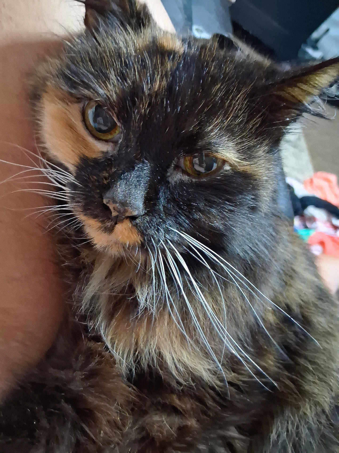 Patches is registered to the contest to win money with this photo: cat, tortoiseshell, close_up, whiskers, feline, indoor, pet, animal, fur, yellow_eyes, curious, face, muzzle, ears, soft_light, relaxed, domestic_cat, portrait, cute, companion