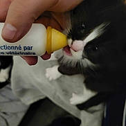 Zéphyre participe au concours pour gagner de l'argent avec cette photo : banana, carnivore, cat, child, claw, domestic_short_haired_cat, eyelash, felidae, finger, fur, gesture, hand, human_leg, nail, small_to_medium_sized_cats, tail, thigh, thumb, whiskers, wrist