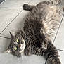 Bidou participe au concours pour gagner de l'argent avec cette photo : cat, gray_cat, green_eyes, fluffy, lying_down, stretching, indoor, floor_tiles, pet_toy, relaxed, whiskers, cute, feline, domestic_animal, playful, animal, fur, paw, resting, home
