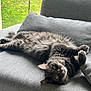 Bidou participe au concours pour gagner de l'argent avec cette photo : cat, gray_cat, fluffy, couch, gray_couch, indoor, relaxed, pet, feline, green_eyes, window, pillow, fur, whiskers, home, cozy, laying_down, looking_up, animal, domestic_pet