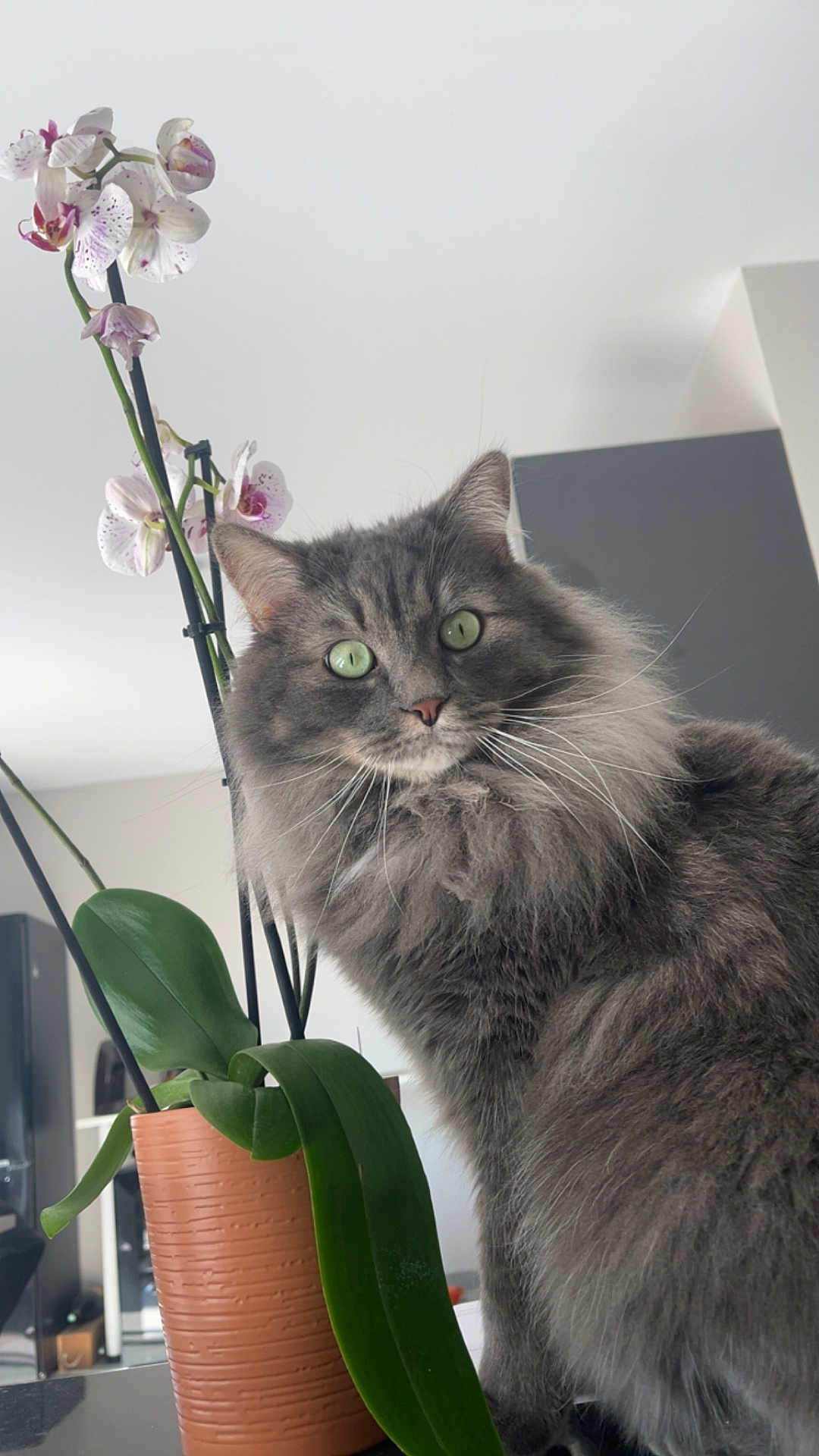 Bidou participe au concours pour gagner de l'argent avec cette photo : cat, gray_cat, fluffy_cat, green_eyes, plant, orchid, flower, pot, indoor, furniture, leaf, whiskers, pet, close_up, portrait, curious, domestic, animal, houseplant, table