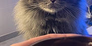 Bidou a rejoint le concours — aidez-le/la à gagner de superbes lots ! cat, gray_cat, fluffy, indoor, bowl, food, pudding, hand, whiskers, wide_eyes, television, blurred_background, furniture, close_up, pet, curious, domestic_animal, table, living_room, soft_lighting