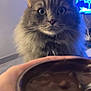 cat, gray_cat, fluffy, indoor, bowl, food, pudding, hand, whiskers, wide_eyes, television, blurred_background, furniture, close_up, pet, curious, domestic_animal, table, living_room, soft_lighting