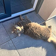 Bidou participe au concours pour gagner de l'argent avec cette photo : cat, gray_cat, feline, pet, animal, lying_down, floor, tile_floor, sunlight, shadow, door, curious, whiskers, outdoor, relaxed, fur, domestic_animal, mammal, bright_eyes, resting