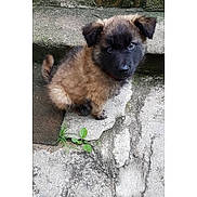 Oslo participe au concours pour gagner de l'argent avec cette photo : adorable, animal, black_face, brown_fur, concrete, cracked_surface, cute, dog, ears, fluffy, fur, green_leaf, looking_up, outdoor, pet, plant, puppy, sitting, small, young_dog
