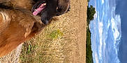 Oslo a rejoint le concours — aidez-le/la à gagner de superbes lots ! animal, brown_fur, canine, clouds, dog, grass, greenery, happy, landscape, leash, nature, outdoor, pet, rural, scenic, sky, summer, tongue_out, walking, wheat_field