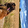 animal, brown_fur, canine, clouds, dog, grass, greenery, happy, landscape, leash, nature, outdoor, pet, rural, scenic, sky, summer, tongue_out, walking, wheat_field