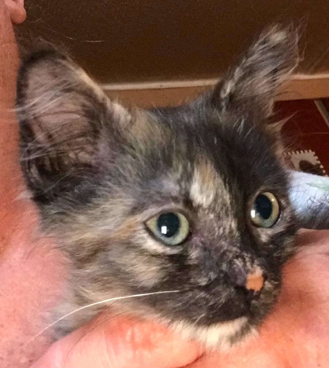 Gabby joined the competition — help win amazing prizes! black_cat, carnivore, cat, claw, domestic_short_haired_cat, ear, eye, fawn, felidae, fur, paw, small_to_medium_sized_cats, snout, whiskers