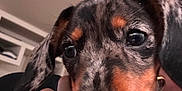 Vicky participe au concours pour gagner de l'argent avec cette photo : puppy, dog, dachshund, close_up, pet, animal, cute, ears, face, black_and_tan, speckled, human_hand, holding, indoor, portrait, young, fur, nose, whiskers, eyes