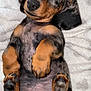 Vicky participe au concours pour gagner de l'argent avec cette photo : puppy, dog, sleeping, dachshund, cute, pet, animal, fur, paws, napping, cozy, blanket, resting, adorable, small, relaxed, mammal, snout, ears, tail