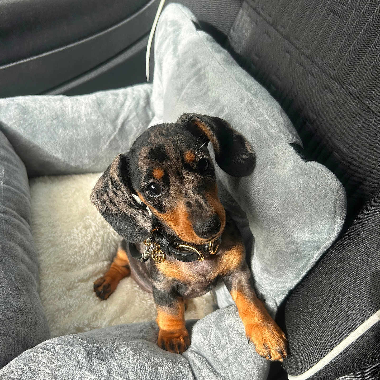 Vicky a rejoint le concours — aidez-le/la à gagner de superbes lots ! adorable, animal, black_and_tan, car_interior, collar, cozy, cute, dachshund, dog, floppy_ears, fur, indoor, leather_collar, looking_up, pet_bed, puppy, seat, small_dog, sunlight, young_dog