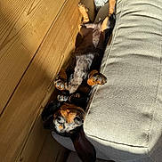 Vicky a rejoint le concours — aidez-le/la à gagner de superbes lots ! dog, dachshund, lying_down, indoor, sunlight, wooden_wall, couch, beige, relaxed, sleeping, paw, collar, pet, cozy, small_dog, resting, fur, shadow, comfort, closeup
