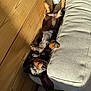dog, dachshund, lying_down, indoor, sunlight, wooden_wall, couch, beige, relaxed, sleeping, paw, collar, pet, cozy, small_dog, resting, fur, shadow, comfort, closeup