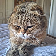 Tibou a rejoint le concours — aidez-le/la à gagner de superbes lots ! abyssinian, animal, bed, bedroom, blanket, cat, closet, couch, cupboard, furniture, hardwood, indoors, kitten, manx, person, pet, room, shelf, sleeping, wood