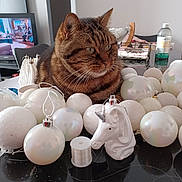 Fripouille a rejoint le concours — aidez-le/la à gagner de superbes lots ! accessories, animal, bag, balloon, cat, chair, computerhardware, egg, electronics, food, furniture, handbag, hardware, hardwood, monitor, pet, screen, sphere, table, tv