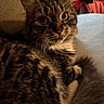 April joined the competition — help win amazing prizes! animal, blurred_background, cat, close_up, cozy, curious, cute, domestic, eyes, face, feline, fur, indoor, mammal, pet, portrait, resting, soft_light, tabby_cat, whiskers