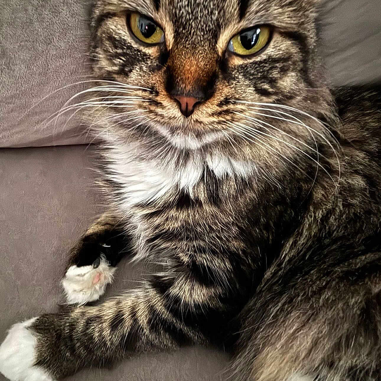 April is registered to the contest to win money with this photo: animal, cat, closeup, couch, cute, domestic, face, feline, fluffy, fur, indoor, mammal, paw, pet, portrait, relaxed, resting, tabby, whiskers, yellow_eyes