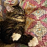 April joined the competition — help win amazing prizes! animal, cat, closeup, cozy, cute, domestic, feline, fur, indoor, patterned, paw, pet, quilt, relaxed, resting, sleeping, soft, striped, tabby, whiskers
