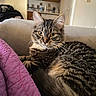 cat, couch, cozy, domestic_animal, ears, feline, fur, furniture, home, indoor, living_room, looking_at_camera, pet, purple, quilt, relaxing, striped, tabby_cat, tail, whiskers