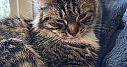 April joined the competition — help win amazing prizes! animal, blanket, blue_blanket, cat, closeup, cozy, curtains, domestic_animal, ears, feline, fur, indoor, pet, relaxed, resting, sleepy, soft_light, tabby_cat, whiskers, window