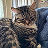 animal, blanket, blue_blanket, cat, closeup, cozy, curtains, domestic_animal, ears, feline, fur, indoor, pet, relaxed, resting, sleepy, soft_light, tabby_cat, whiskers, window