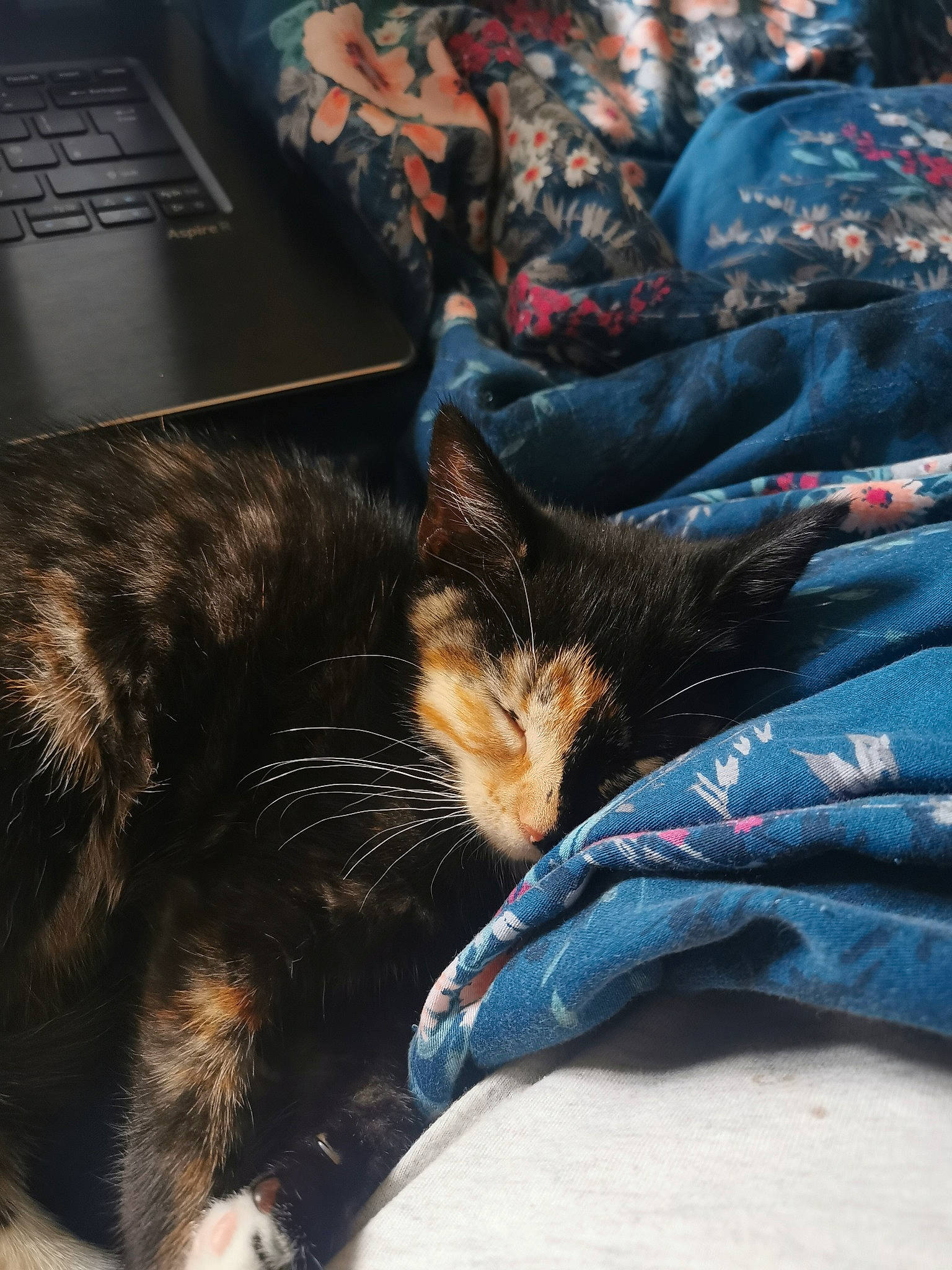 Jaffa is registered to the contest to win money with this photo: carnivore, cat, comfort, computer, computer_keyboard, denim, domestic_short_haired_cat, electric_blue, felidae, fur, human_leg, input_device, laptop, linens, nap, organism, sitting, small_to_medium_sized_cats, textile, whiskers