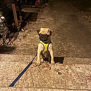 Piper is registered to the contest to win money with this photo: pug, dog, puppy, pet, harness, leash, sitting, outdoor, night, driveway, steps, concrete, vehicle, car, garage, workshop, portrait, centered, lighting, cute