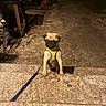 pug, dog, puppy, pet, harness, leash, sitting, outdoor, night, driveway, steps, concrete, vehicle, car, garage, workshop, portrait, centered, lighting, cute