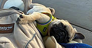 Piper is registered to the contest to win money with this photo: dog, pug, sleeping, pet, animal, backpack, harness, paw, outdoor, sports_field, softball, fence, bench, park, travel, relaxed, cute, portrait, daylight, background