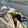 dog, pug, sleeping, pet, animal, backpack, harness, paw, outdoor, sports_field, softball, fence, bench, park, travel, relaxed, cute, portrait, daylight, background