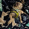 Piper is registered to the contest to win money with this photo: puppy, dog, sleeping, small_dog, pet, animal, harness, rainbow, blanket, cozy, indoors, resting, lying_down, tan_fur, closed_eyes, cute, canine, soft_texture, portrait, nap