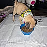 Piper is registered to the contest to win money with this photo: dog, puppy, pug, eating, dog_food, food_bowl, rainbow_harness, bandana, pet, animal, indoor, home, piggy_bank, floor, pee_pad, toys, short_tail, fawn_coat, dinner, cute