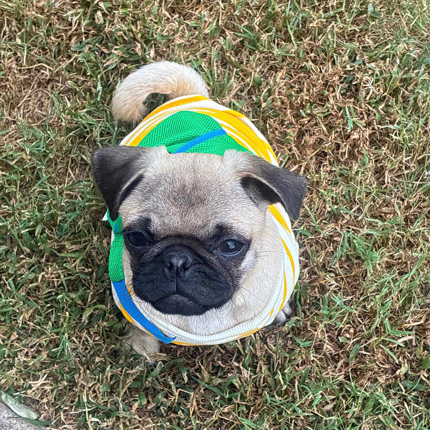 Piper