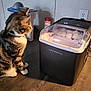 Gizmo is registered to the contest to win money with this photo: appliance, cat, collar, container, countertop, curious, electrical_outlet, floor, ice_cubes, ice_maker, indoor, kitchen, lighting, paws, pet, plug, shadow, sitting, tabby_cat, whiskers