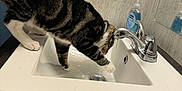 Gizmo is registered to the contest to win money with this photo: bathroom, cat, ceramic, collar, countertop, curiosity, domestic_cat, drinking, faucet, paw, pet, reflection, sink, soap_dispenser, tabby_cat, tap, tile_wall, water, whiskers, white_sink