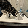 bathroom, cat, ceramic, collar, countertop, curiosity, domestic_cat, drinking, faucet, paw, pet, reflection, sink, soap_dispenser, tabby_cat, tap, tile_wall, water, whiskers, white_sink