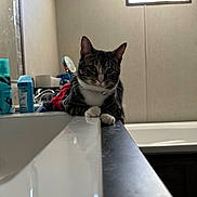 Gizmo joined the competition — help win amazing prizes! bathroom, bathtub, bottle, cat, collar, countertop, curious, furniture, indoor, mirror, paws, pet, portrait, reflection, relaxed, sink, tabby_cat, toiletries, whiskers, window