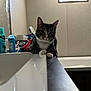 bathroom, bathtub, bottle, cat, collar, countertop, curious, furniture, indoor, mirror, paws, pet, portrait, reflection, relaxed, sink, tabby_cat, toiletries, whiskers, window