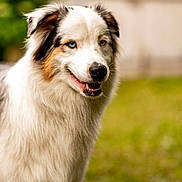 Snow participe au concours pour gagner de l'argent avec cette photo : dog, australian_shepherd, animal, pet, fur, smiling, outdoor, grass, canine, portrait, cute, happy, nature, mammal, friendly, companion, eyes, white_fur, brown_fur, black_fur