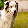 dog, australian_shepherd, animal, pet, fur, smiling, outdoor, grass, canine, portrait, cute, happy, nature, mammal, friendly, companion, eyes, white_fur, brown_fur, black_fur
