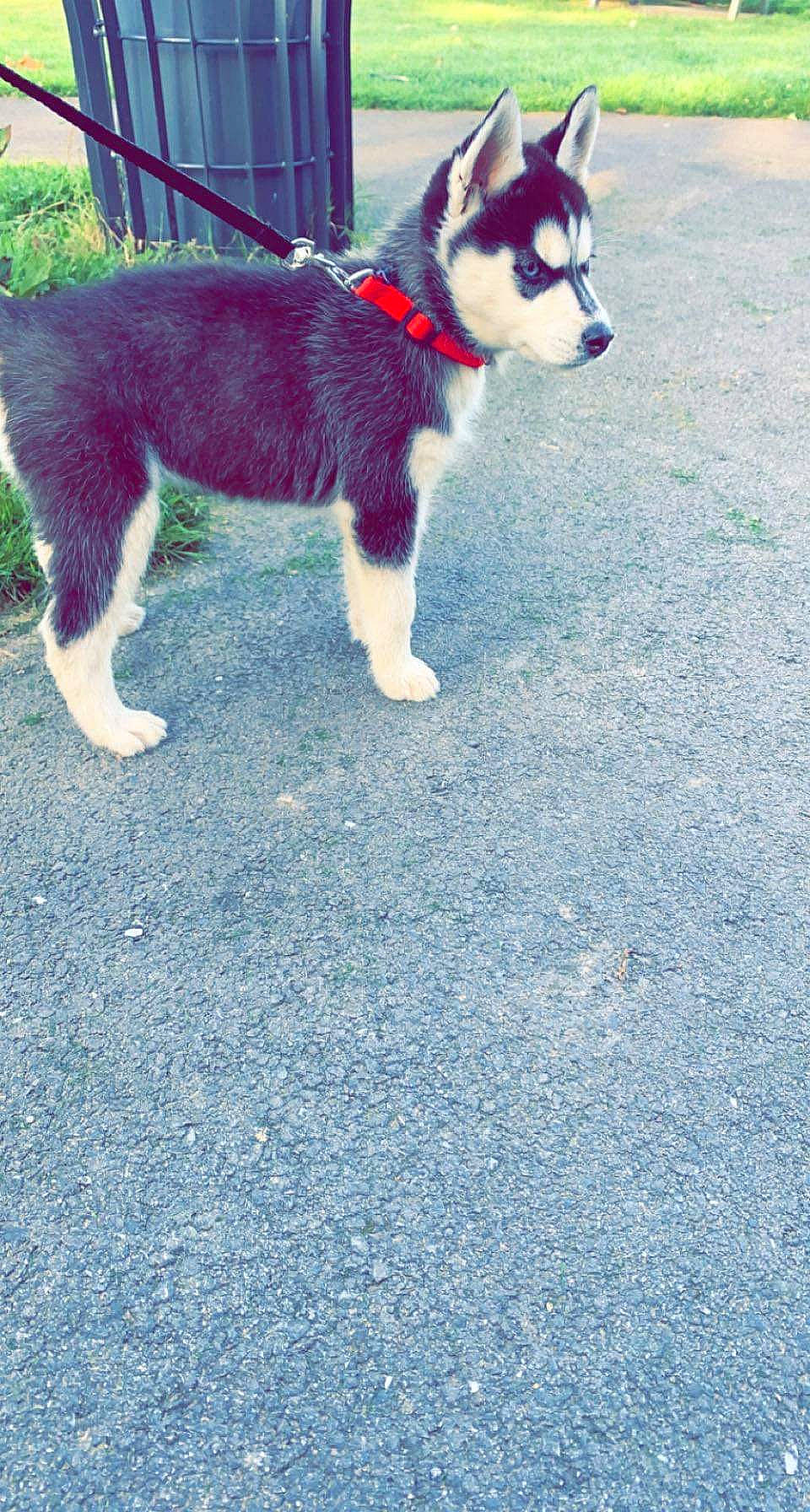 Sia a rejoint le concours — aidez-le/la à gagner de superbes lots ! asphalt, blue, canidae, carnivore, collar, companion_dog, dog, dog_breed, electric_blue, fur, grass, herding_dog, leash, pet_supply, road_surface, sled_dog, sporting_group, tail, tar, working_animal