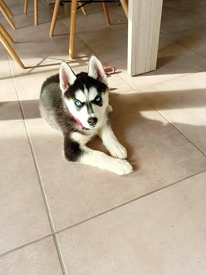 Sia participe au concours pour gagner de l'argent avec cette photo : art, carnivore, companion_dog, dog, dog_breed, domestic_short_haired_cat, fawn, felidae, flooring, foot, fur, grey, siberian_husky, sled_dog, small_to_medium_sized_cats, snout, sporting_group, tail, whiskers, wood