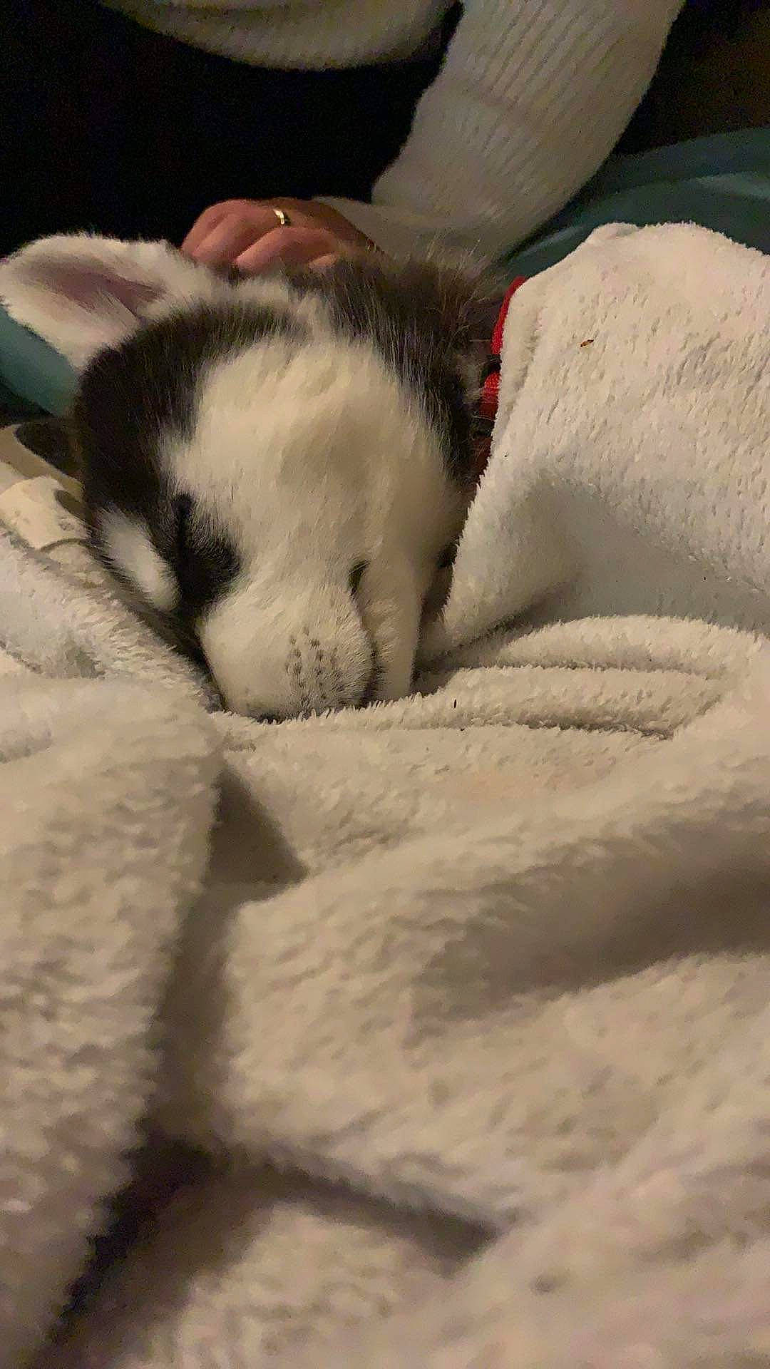 Sia a rejoint le concours — aidez-le/la à gagner de superbes lots ! canidae, carnivore, cat, claw, cloud, comfort, dog_breed, domestic_short_haired_cat, felidae, fur, grey, linens, nap, paw, small_to_medium_sized_cats, snout, tail, terrestrial_animal, whiskers, wildlife