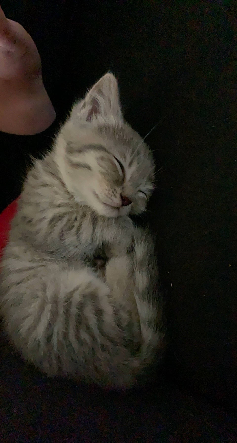 Siboulette a rejoint le concours — aidez-le/la à gagner de superbes lots ! carnivore, cat, claw, comfort, darkness, domestic_short_haired_cat, ear, fawn, felidae, fur, grey, leg, monochrome_photography, paw, sitting, sleep, small_to_medium_sized_cats, snout, tail, whiskers